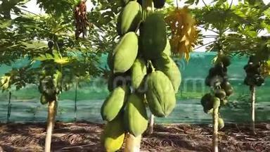 椰果种植园